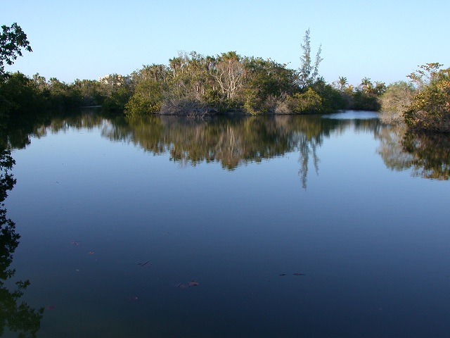 mangroves