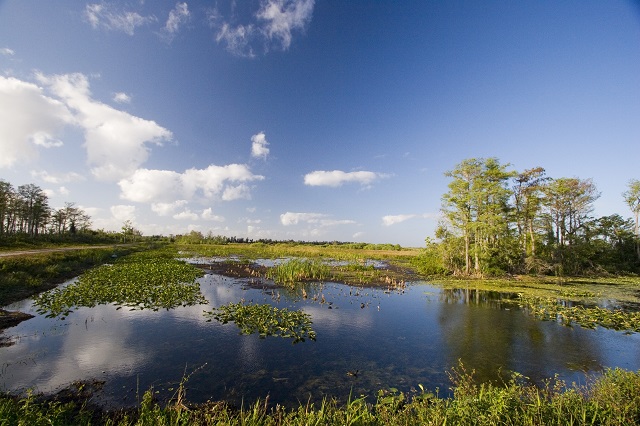 wetland