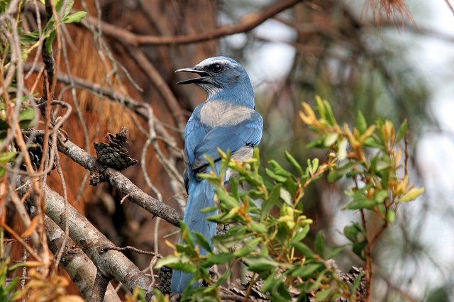 scrub jay