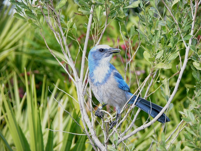 scrub jay