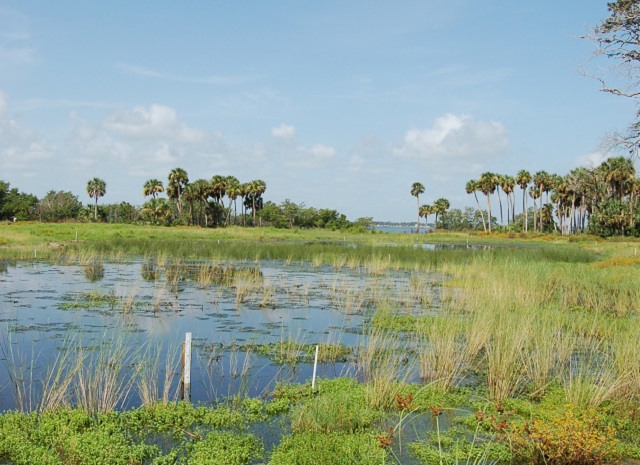 wetland