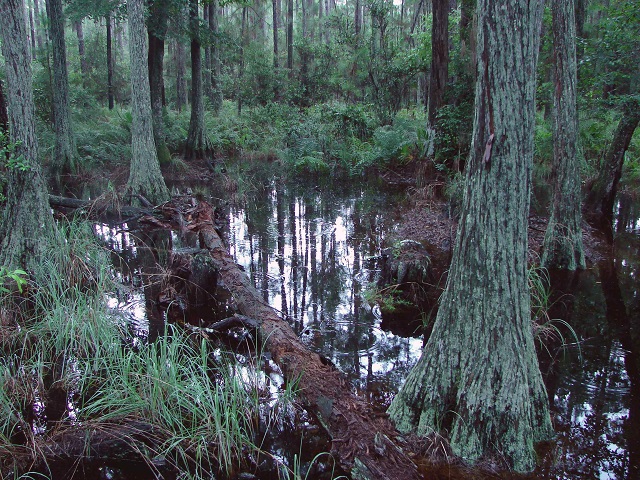 swamp