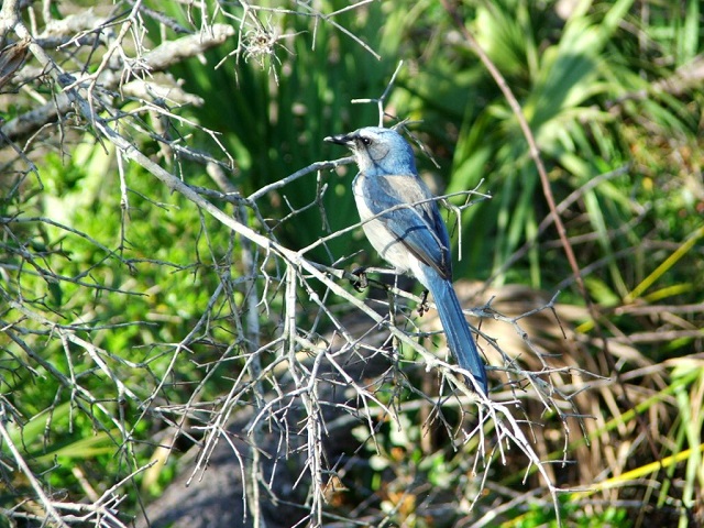 scrub jay