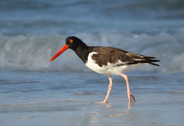 oystercatcher