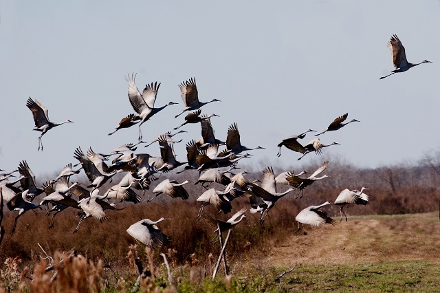 cranes