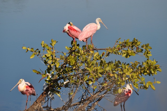 spoonbills