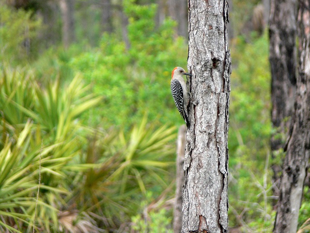 woodpecker