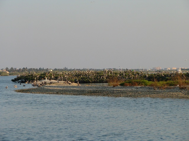 pelicans