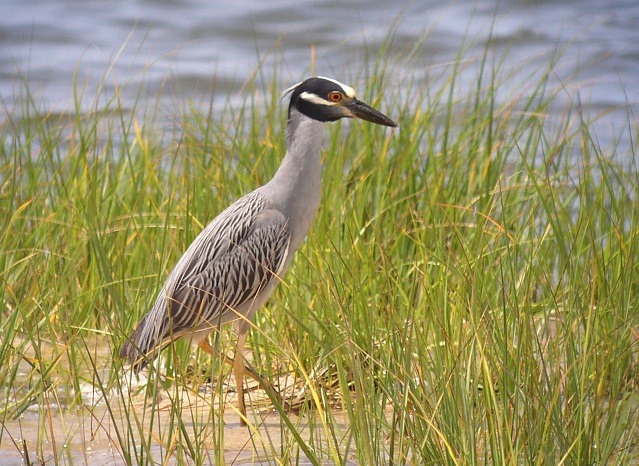 night heron