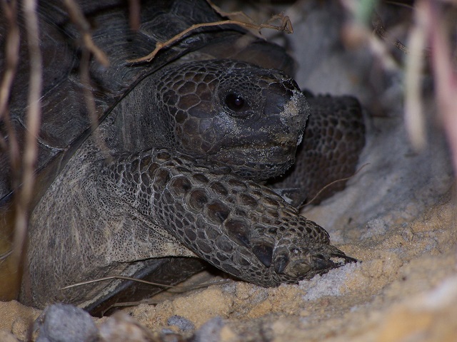 tortoise