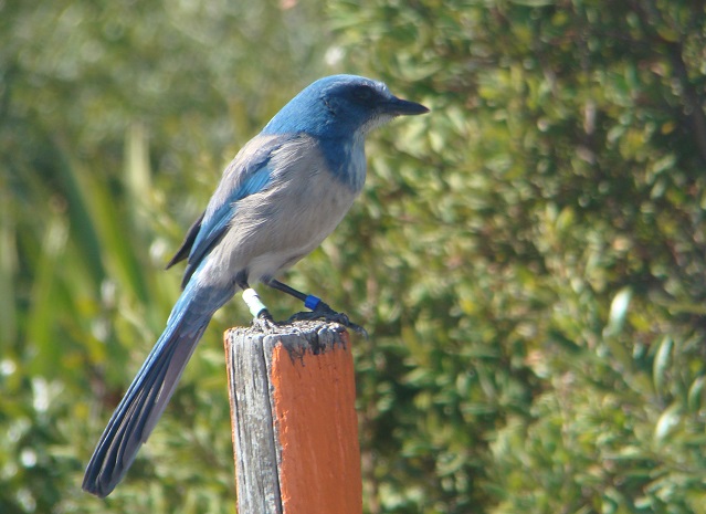 scrub jay