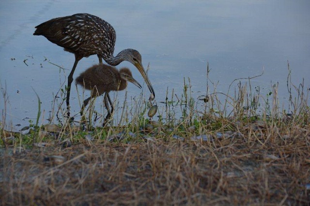 limpkin