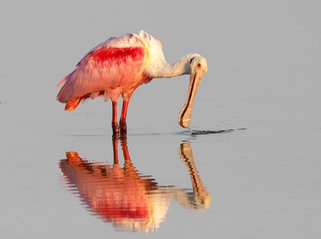 spoonbill