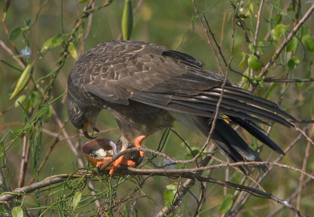 snail kite