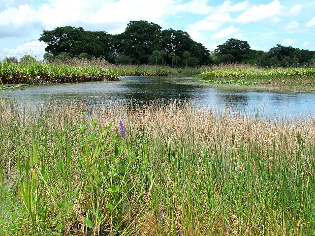 wetland