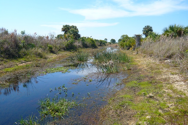 wetland