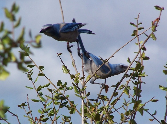 scrub jays