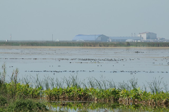 wetland