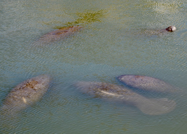 manatee