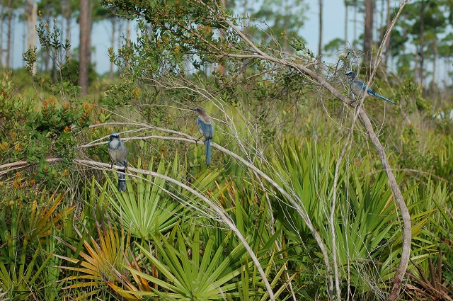 scrub jays