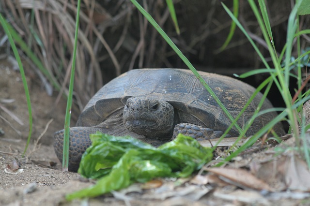 tortoise