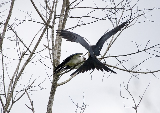 kites