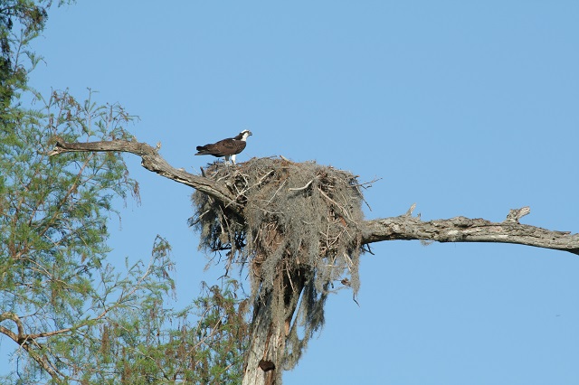 nest