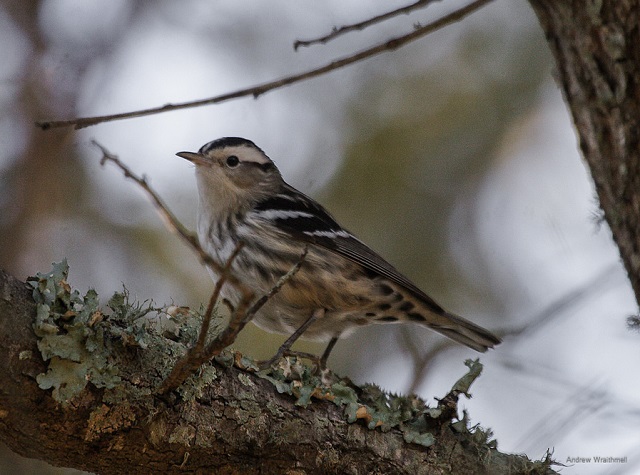 warbler